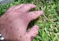 The attack of the crazy ants blitzes America