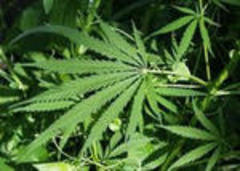 Illinois Senate passes medical marijuana bill, now up to Governor