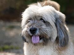 older gentleman looking for a home