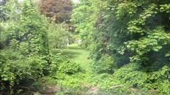 family of foxes frolic in bethel backyard