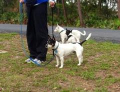 Dogs Take Morning Walk