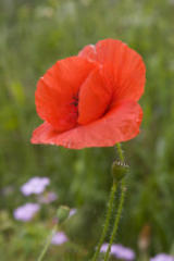 Memorial Day and the Red Poppy