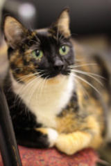 meet angie: from adorable to zaftig