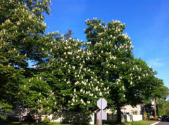 five things: yard sale, egapl open house